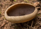 Disciotis venosa image