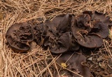 Plicaria endocarpoides image