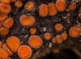 Anthracobia macrocystis image