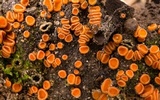 Anthracobia macrocystis image