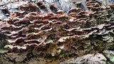 Gloeoporus dichrous image