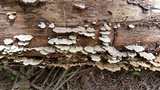 Gloeoporus dichrous image