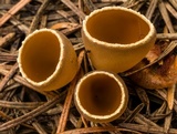Geopyxis carbonaria image