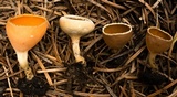 Geopyxis carbonaria image