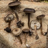 Myxomphalia maura image