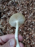 Megacollybia platyphylla image