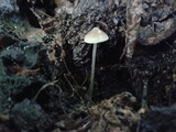 Mycena subcaerulea image