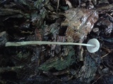 Mycena subcaerulea image
