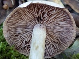 Hebeloma porphyrosporum image