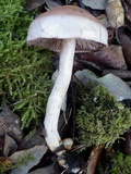 Hebeloma porphyrosporum image