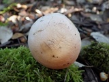 Hebeloma porphyrosporum image