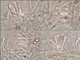 Hebeloma porphyrosporum image