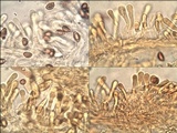 Hebeloma porphyrosporum image