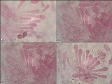 Hebeloma porphyrosporum image