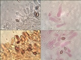 Hebeloma porphyrosporum image