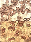 Hebeloma porphyrosporum image