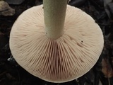 Hebeloma porphyrosporum image