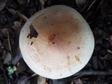 Hebeloma porphyrosporum image