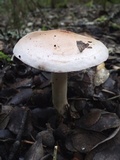 Hebeloma porphyrosporum image