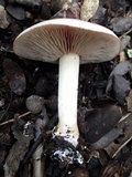 Hebeloma porphyrosporum image