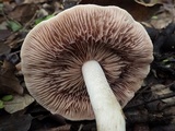 Hebeloma porphyrosporum image
