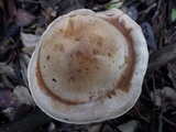 Hebeloma porphyrosporum image
