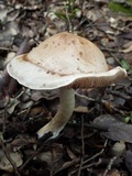 Hebeloma porphyrosporum image