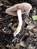 Hebeloma porphyrosporum image