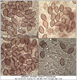 Hebeloma porphyrosporum image