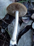 Hebeloma limbatum image