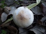 Hebeloma limbatum image