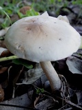 Hebeloma limbatum image