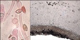 Hebeloma limbatum image