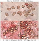 Hebeloma limbatum image