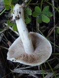 Hebeloma limbatum image
