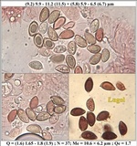 Hebeloma limbatum image