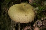 Lactarius sumstinei image