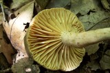 Lactarius sumstinei image