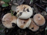 Hebeloma sinapizans image