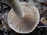 Hebeloma sinapizans image