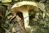 Lactarius sumstinei image