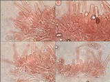 Hebeloma sinapizans image