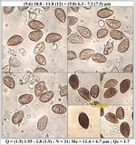 Hebeloma sinapizans image
