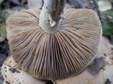 Hebeloma sinapizans image
