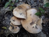 Hebeloma sinapizans image