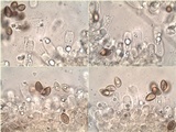 Hebeloma sinapizans image