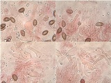 Hebeloma sinapizans image