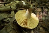 Lactarius sumstinei image