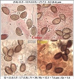 Hebeloma sinapizans image