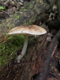 Pluteus hongoi image